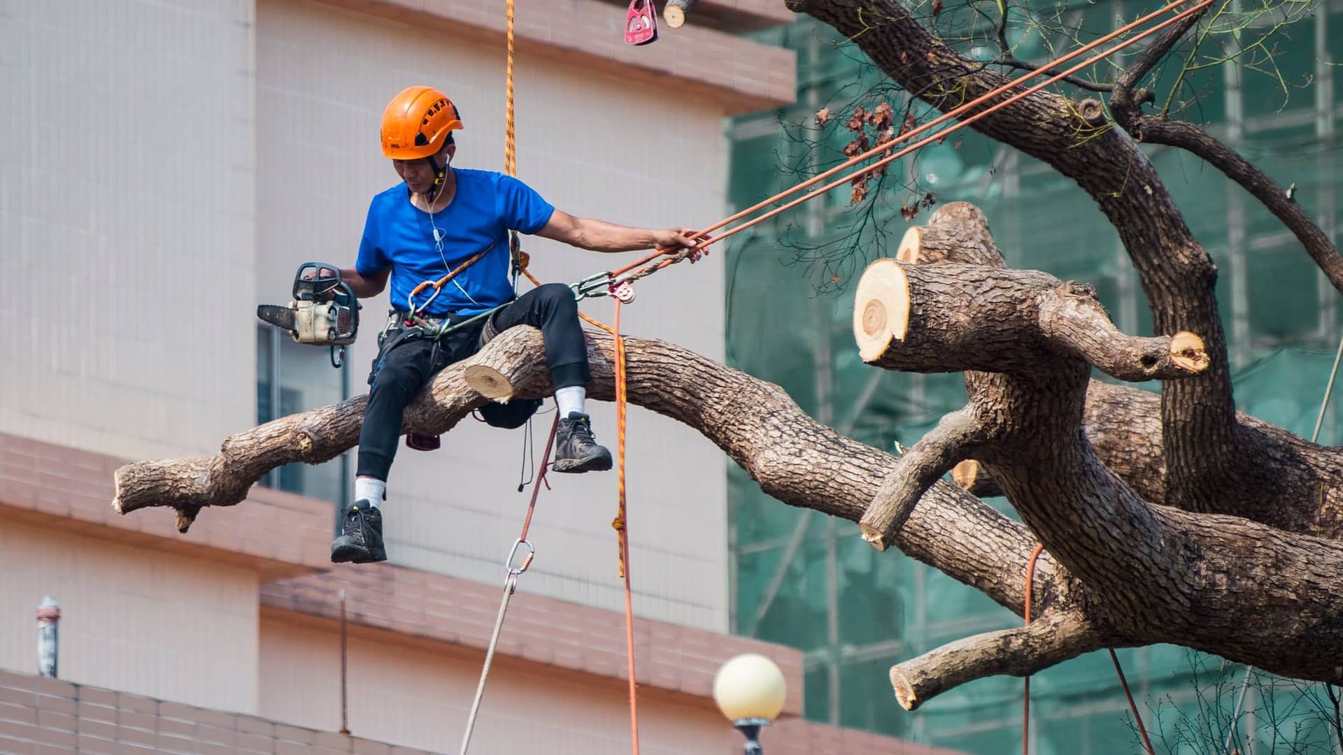 Élagage en grimpe : tailler l'arbre depuis l'intérieur · Vert Horizon 77