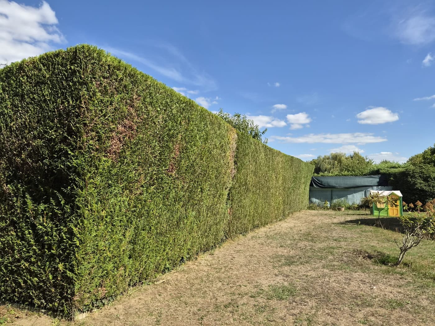 Longue haie de thuyas taillée sur toute sa longueur
