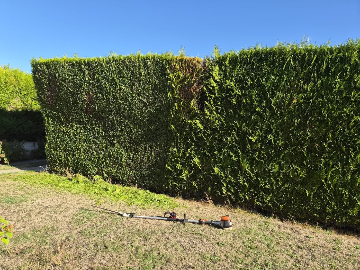 Haie de thuyas taillée, taille-haie sur perche posé au sol