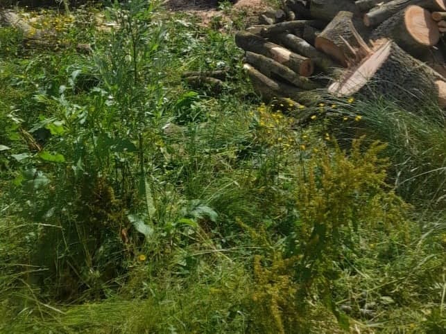 Bois fendu empilé et souche coupée au ras du sol